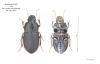 Harpalus tardus
